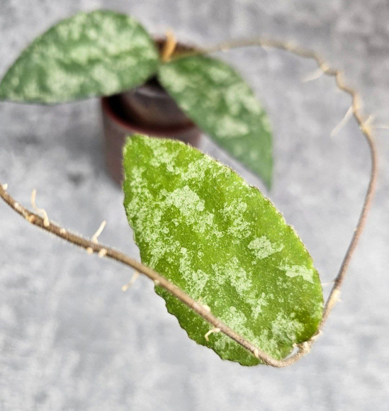 Hoya Caudata Aceh Splash Hoya Caudata Aceh Splash