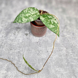 Hoya Caudata Aceh Splash 