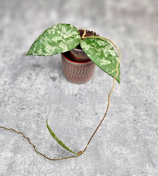 Hoya Caudata Aceh Splash Hoya Caudata Aceh Splash