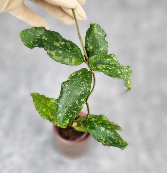 Hoya Undulata Army Hoya Undulata Army