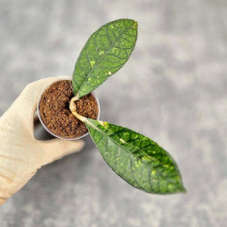 Hoya Sp. Aceh NAD 008 