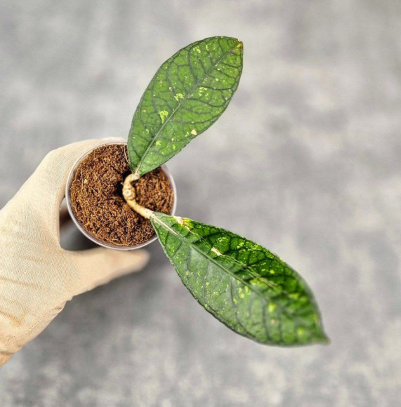 Hoya Sp. Aceh NAD 008 