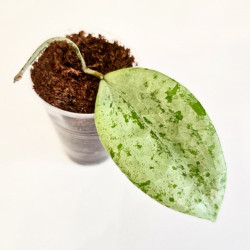 Hoya Glabra Gin   