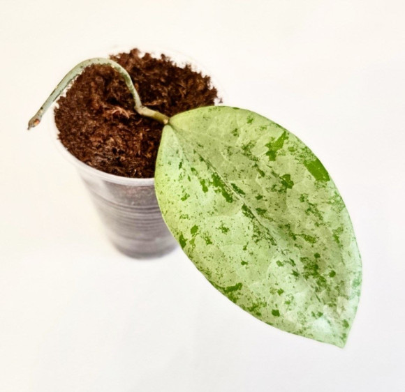 Hoya Glabra Gin Hoya Glabra Gin