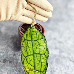 Hoya Clemensiorum Aceh #024                                                       