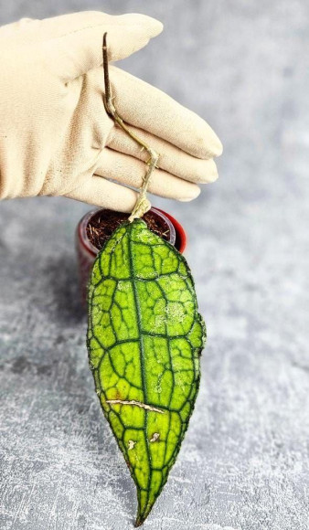 Hoya Clemensiorum Aceh #024                                                       