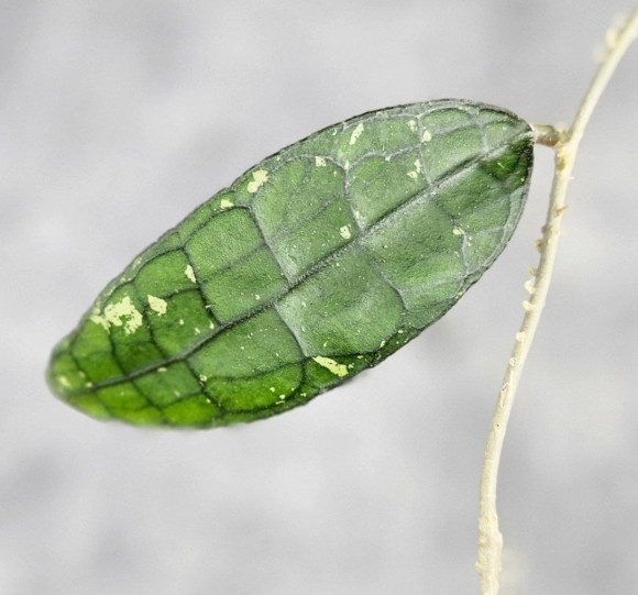 Hoya Clemensiorum Aceh ar #089