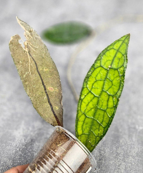 Hoya Clemensiorum Aceh ar #089