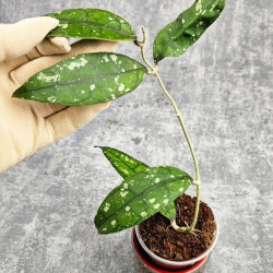 Hoya Clemensiorum Borneo #001  