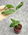 Hoya Clemensiorum Borneo #001  