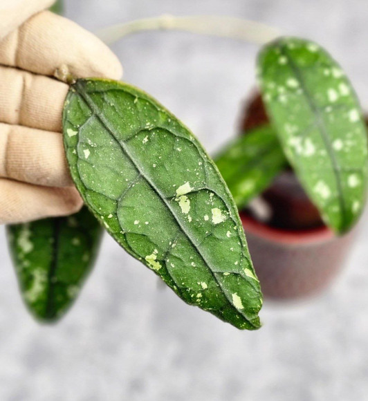 Hoya Clemensiorum Borneo #001 Hoya Clemensiorum Borneo #001