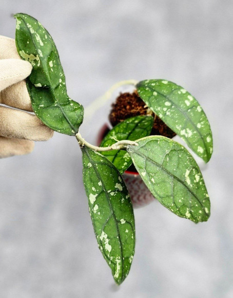 Hoya Clemensiorum Borneo #001 Hoya Clemensiorum Borneo #001