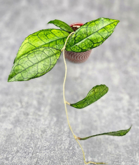 Hoya Clemensiorum Sarawak #002    