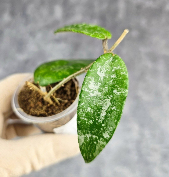 Hoya Caudata Aceh Hoya Caudata Aceh