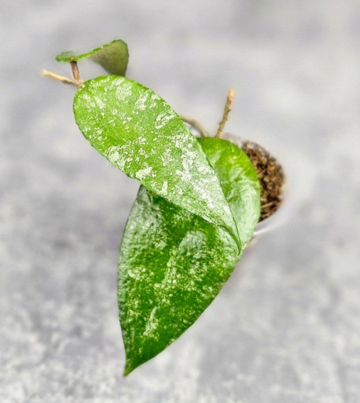 Hoya Caudata Aceh Hoya Caudata Aceh