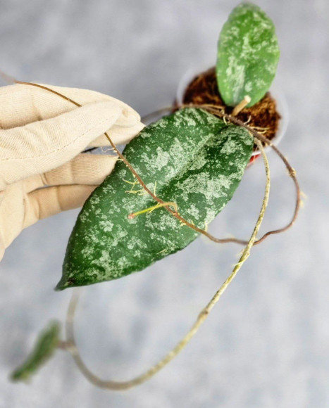 Hoya Caudata Aceh Splash Hoya Caudata Aceh Splash