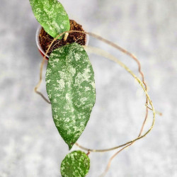 Hoya Caudata Aceh Splash 