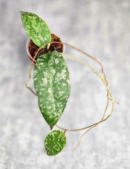 Hoya Caudata Aceh Splash Hoya Caudata Aceh Splash