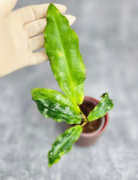 Hoya Undulata Army 
