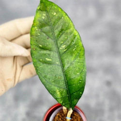 Hoya Sp. Aceh NAD 008 