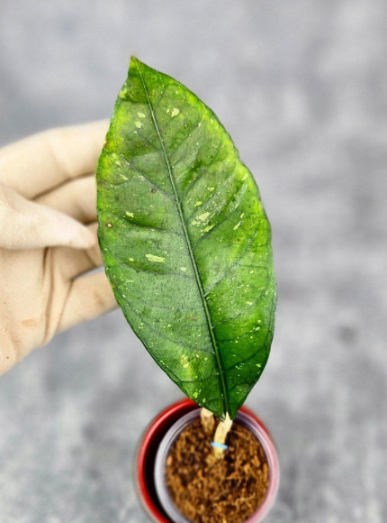 Hoya Sp. Aceh NAD 008 
