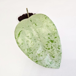 Hoya Glabra Gin   