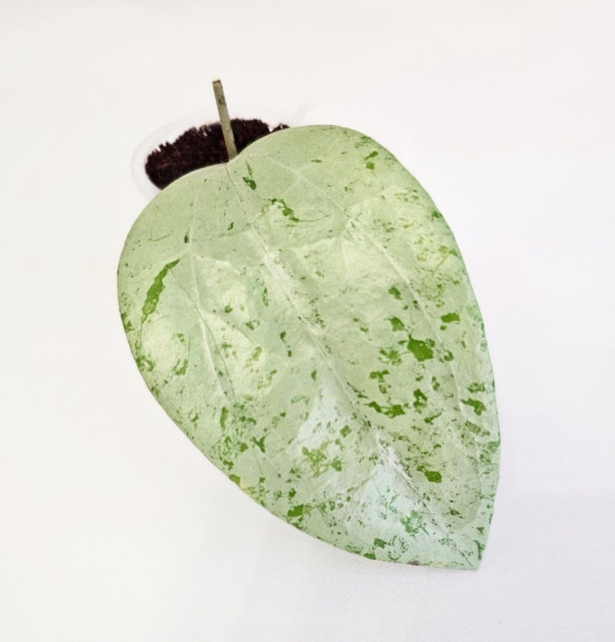 Hoya Glabra Gin Hoya Glabra Gin