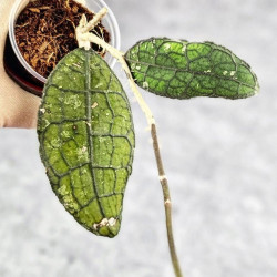 Hoya Clemensiorum Aceh #024                                                        