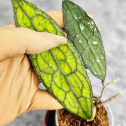 Hoya Clemensiorum Aceh ar #090