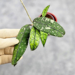 Hoya Clemensiorum Borneo #001   