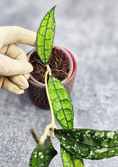 Hoya Clemensiorum Borneo #001 Hoya Clemensiorum Borneo #001