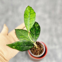 Hoya Clemensiorum Sarawak #002     