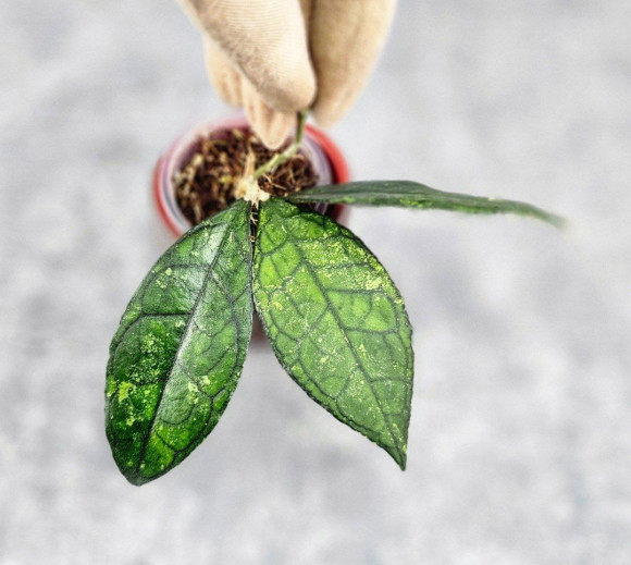 Hoya Clemensiorum Sarawak #002     