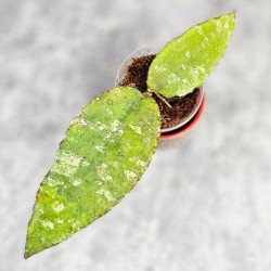 Hoya Caudata Aceh Splash 