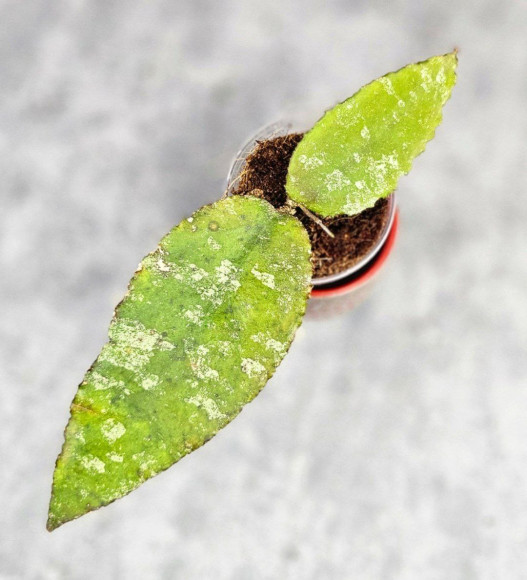 Hoya Caudata Aceh Splash Hoya Caudata Aceh Splash