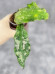 Hoya Undulata Army 