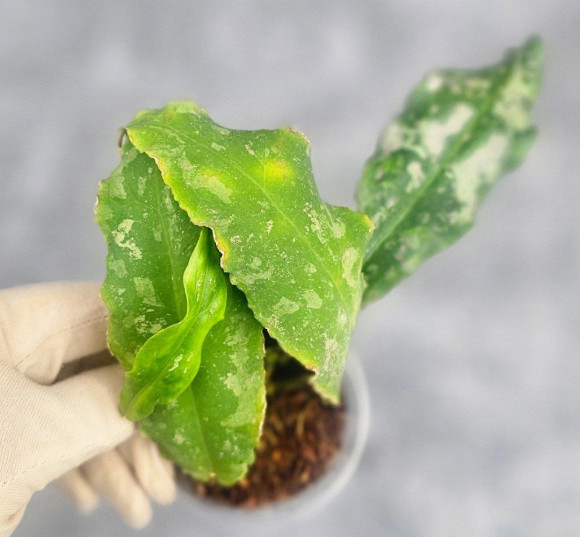 Hoya Undulata Army Hoya Undulata Army