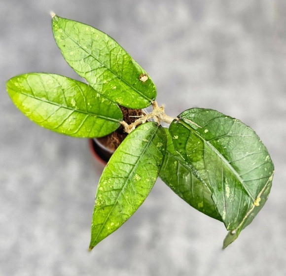 Hoya Sp. Aceh Gewat Hoya Sp. Aceh Gewat