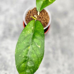 Hoya Sp. Aceh NAD 008 