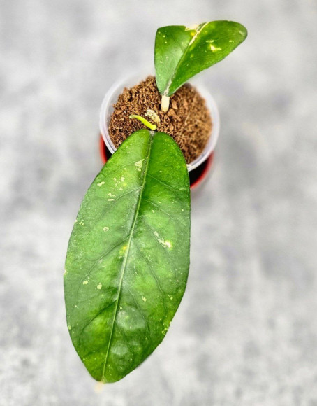 Hoya Sp. Aceh NAD 008 
