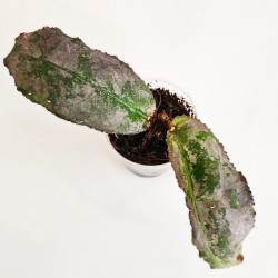Hoya Undulata Silver Red Leaf 