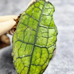 Hoya Clemensiorum Aceh #024                                                         