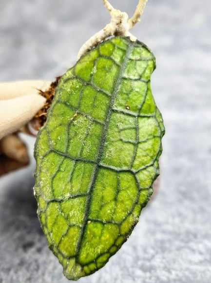 Hoya Clemensiorum Aceh #024                                                         