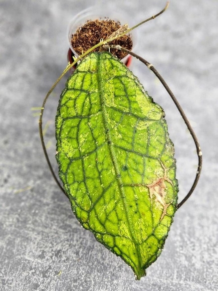 Hoya Clemensiorum Aceh ar #092