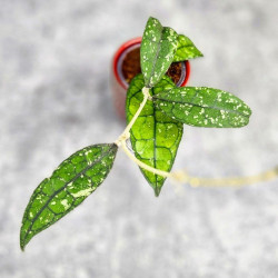 Hoya Clemensiorum Borneo #001    