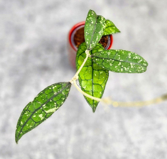 Hoya Clemensiorum Borneo #001 Hoya Clemensiorum Borneo #001
