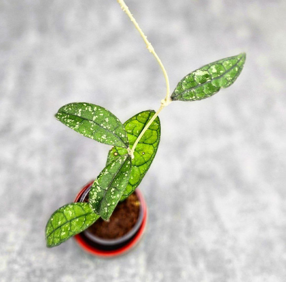 Hoya Clemensiorum Borneo #001 Hoya Clemensiorum Borneo #001