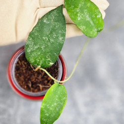 Hoya Caudata Aceh  High Splash 