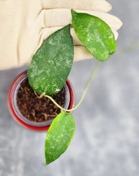 Hoya Caudata Aceh High Splash Hoya Caudata Aceh High Splash