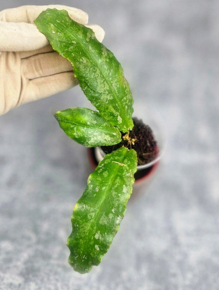 Hoya Undulata Army 